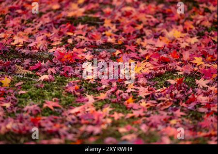 Un tapis vibrant de feuilles d'érable rouges, orange et jaunes éparpillées sur un sol mousselé vert luxuriant. Les feuilles tombées créent un beau contraste, c Banque D'Images