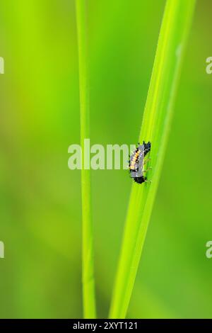 Larve d'insecte coccinelle ou pupe en gros plan. Stade pupien sur végétation verte en gros plan. Banque D'Images