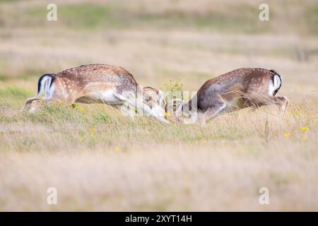 Deux cerfs-jachères, Dama Dama, hommes, se battent pendant la saison des rutting. La lumière du soleil d'automne et les couleurs de la nature sont clairement visibles sur l'arrière-plan. Banque D'Images