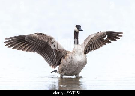 Oie canadienne, Branta canadensis, nettoyage, préencollage et éclaboussures dans l'eau, nettoyage de ses plumes et de son plumage. Banque D'Images