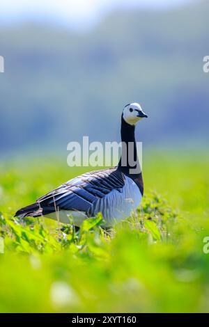 Close-up d'une bernache nonnette Branta leucopsis marcher et d'alimentation dans un pré sur une journée ensoleillée Banque D'Images