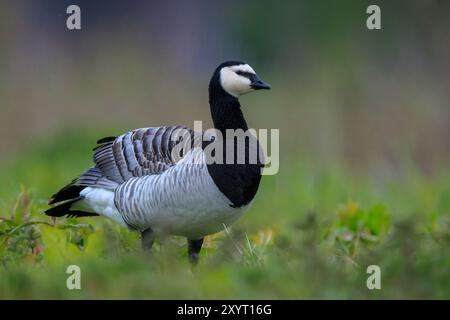 Close-up d'une bernache nonnette Branta leucopsis marcher et d'alimentation dans un pré sur une journée ensoleillée Banque D'Images