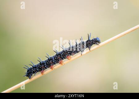 Aglais io, chenille papillon Peacock dans la végétation Banque D'Images