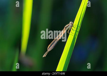 Damoiselle d'hiver commune, Sympecma fusca, reposant sur une tige. Ils peuvent être trouvés toute l'année comme il hivernent comme un adulte. Banque D'Images