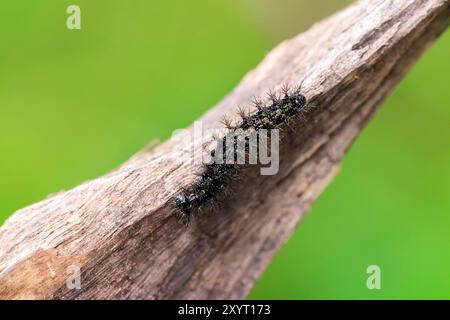 Gros plan de la chenille papillon de la carte, araschnia levana, dans une forêt. Banque D'Images