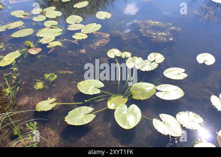 Cassan jouet plantes de marais eau étang d'été. Banque D'Images