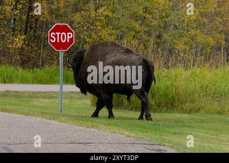 Bisons des plaines errant le long de la route principale et de l'aire de stationnement dans le parc national Elk Island, en Alberta, au Canada. Banque D'Images