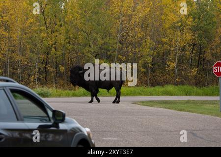 Bisons des plaines errant le long de la route principale et de l'aire de stationnement dans le parc national Elk Island, en Alberta, au Canada. Banque D'Images