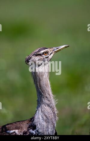 Outarde Kori (Ardeotis kori). Ce grand oiseau habite les plaines d'herbes courtes dans toute l'Afrique orientale et australe. Il peut atteindre plus d'un mètre de hauteur et se nourrit principalement d'insectes et de lézards. Photographié dans la zone de conservation de Ngorongoro, Tanzanie. Banque D'Images