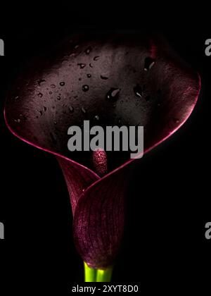 Fleur de lis de Calla (Zantedeschia sp.). Banque D'Images