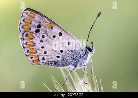 Papillon bleu bâton oriental (Pseudophilotes vicrama). Banque D'Images