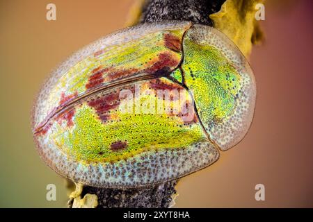 Coléoptère tortue du chardon (Cassida rubiginosa). Banque D'Images