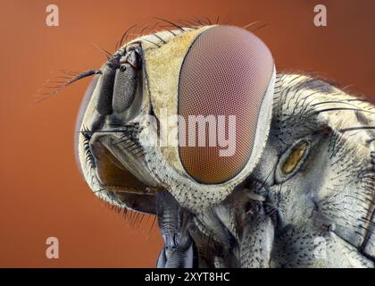 Portrait d'une mouche stable (Stomoxys calcitrans) avec de grands yeux bruns et une fourrure jaune. Banque D'Images