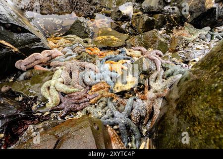 Étoiles de mer colorées (étoiles de mer) dans un bassin de marée - Icy Strait point, Hoonah, Alaska, États-Unis Banque D'Images