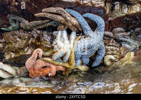Étoiles de mer colorées (étoiles de mer) dans un bassin de marée - Icy Strait point, Hoonah, Alaska, États-Unis Banque D'Images
