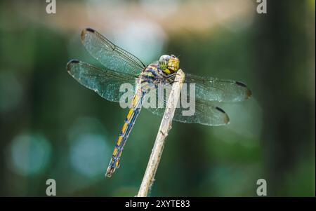 Une libellule perchée sur une branche d'arbre et un fond de nature, foyer sélectif, insecte macro, insecte coloré en Thaïlande. Banque D'Images