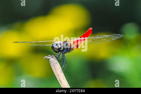 Une libellule perchée sur une branche d'arbre et un fond de nature, foyer sélectif, insecte macro, insecte coloré en Thaïlande. Banque D'Images