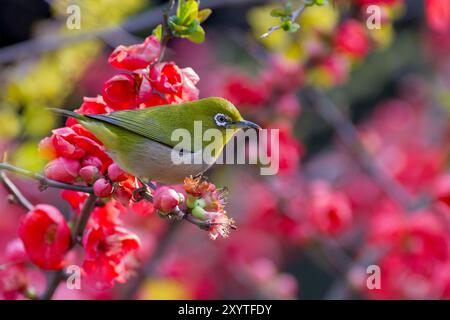 Oeil blanc japonais, également connu sous le nom de "Warbling White-eye" (Zosterops japonicus) dans un parc de Kanagawa, au Japon. Banque D'Images