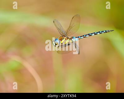 Southern migrant Hawker libellule en vol et en vol stationnaire Banque D'Images