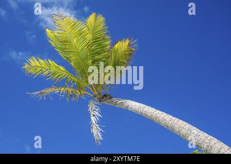 Frondes d'un cocotier (Cocos nucifera) contre le ciel, île privée, île aux oiseaux, privilégiée, écologique, aventure, Tetiaroa, atoll, soutien-gorge Marlon Banque D'Images