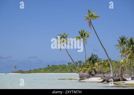 Trio de cocotiers (Cocos nucifera), île privée, île aux oiseaux, privilégiée, écologique, aventure, Tetiaroa, atoll, Marlon Brando Island, Français Banque D'Images