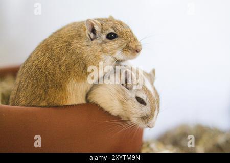 Gerbilles mongoles (Meriones) dans le terrarium Banque D'Images