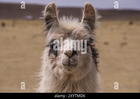 Portrait de l'alpaga. Cloe A jusqu'à un lama. Lamas et alpagas sont très populaires en Bolivie et au Pérou pour la laine et de la viande Banque D'Images