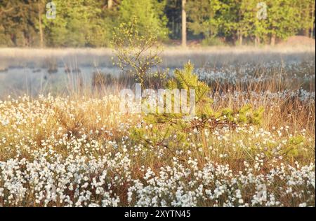 Lumière du soleil sur marécage avec coton-herbe au printemps Banque D'Images