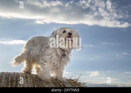 Un petit chien blanc se tient debout sur une balle de paille et est éclairé par la lumière du soleil par derrière Banque D'Images