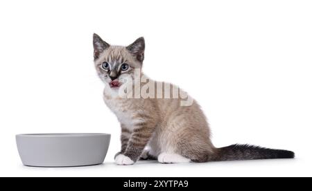 Chaton chat maison expressif, avec motif tabby point, assis à côté du bol de nourriture gris. Regardant directement à la caméra avec la langue léchant son mou Banque D'Images