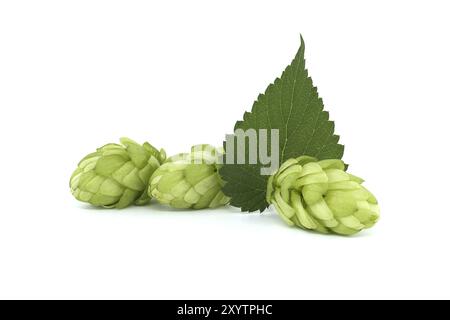 Cônes de houblon avec feuille, branche de houblon vert frais isolée sur fond blanc Banque D'Images