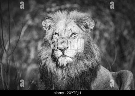 Lion mâle (Panthera Leo), portrait, Balule Plains, Afrique du Sud, Afrique Banque D'Images