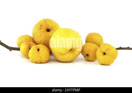 Collection de fruits de coing jaune isolés sur fond blanc, pleine profondeur de champ, Chaenomeles japonica ou coing japonais Banque D'Images