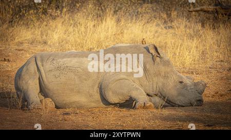 Rhinocéros blanc couché (Ceratotherium simum) avec corne sciée et étoile de pics boeufs (Buphagus) sur la tête, anti-braconnage, Plaines Balule, Sud AFR Banque D'Images