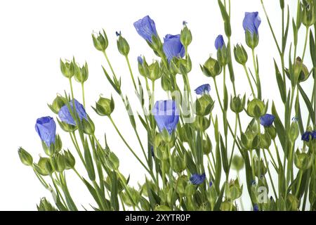 Gros plan d'une fleur de lin bleu vibrante et belle et des plantes isolées sur fond blanc Banque D'Images