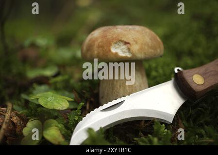 Couteau à lame incurvée devant les champignons de la famille des Boletaceae, communément appelé penny BUN ou cep croissant dans les bois Banque D'Images