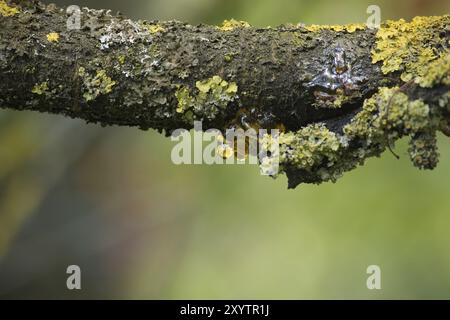 Sève suintant de la branche de cerisier et scintillant dans la lumière, la branche est principalement couverte de mousse, regardant probablement la maladie du chancre Banque D'Images