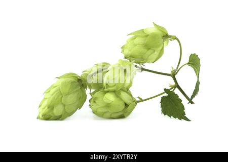 Branche de houblon vert frais, isolée sur fond blanc. Sautez les cônes avec la feuille Banque D'Images