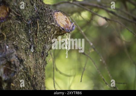 Gros plan de l'écorce d'arbre avec de la sève fraîche et claire qui coule dans une forêt sereine, capturant la beauté naturelle et la tranquillité Banque D'Images