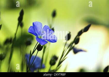 Gros plan d'une fleur de lin bleu vibrante et belle entourée d'herbe verte luxuriante et de plantes les couleurs dominantes sont le vert et le blanc Banque D'Images