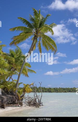 Cocotier (Cocos nucifera), île privée, île aux oiseaux, privilégié, écologique, aventure, Tetiaroa, atoll, île de Marlon Brando, Polynésie française Banque D'Images