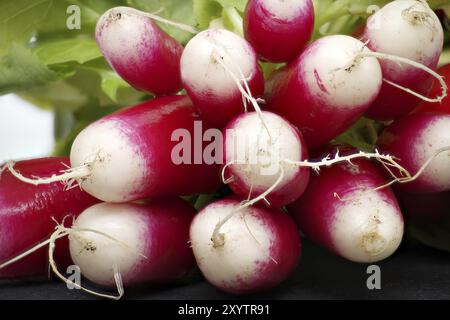 Radis frais avec feuilles en vue rapprochée. Radis européens (Raphanus sativus) Banque D'Images