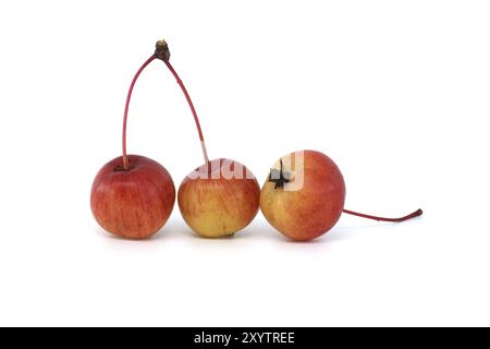 Pomme de crabe ou pomme sauvage européenne isolée sur fond blanc. Les pommes sauvages sont menacées d'extinction Banque D'Images