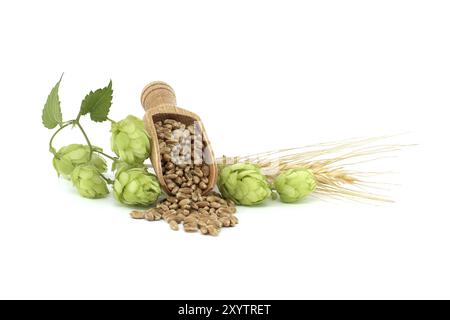 Branche de houblon vert et de fleurs de houblon près de graines de grain de blé se répande de la pelle en bois, bière brassicole et ingrédient de la pharmacie Banque D'Images