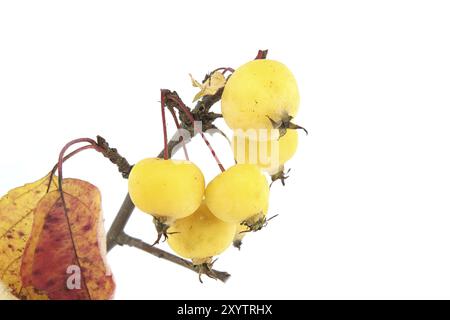 Brindille avec des fruits de pomme sauvage et des feuilles jaunies isolées sur fond blanc. Malus sylvestris, pomme de crabe européenne, pomme sauvage européenne ou tout simplement le Banque D'Images