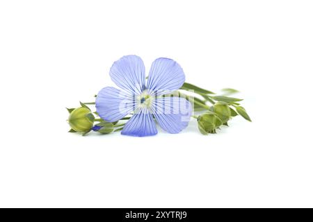 Fleur de lin bleu en gros plan isolé sur fond blanc Banque D'Images