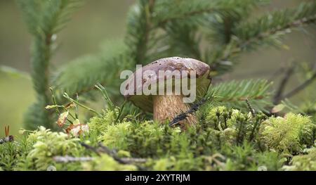 Vue en angle bas d'un champignon Boletus Pinophilus ou Pine Bolete poussant sur une mousse verte luxuriante dans une forêt Banque D'Images