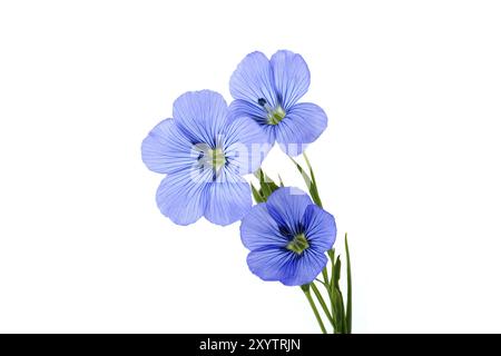 Gros plan d'une fleur de lin bleu vibrante et belle et des plantes isolées sur fond blanc Banque D'Images