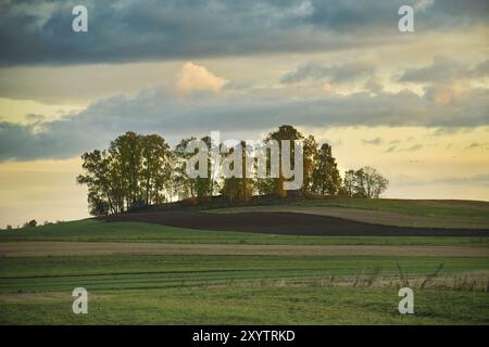 Champ vert avec de grands arbres s'étend au premier plan, le ciel est rempli de nuages blancs qui sont éclairés par la lumière chaude d'un soleil couchant, Banque D'Images