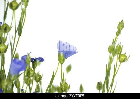 Gros plan d'une fleur de lin bleu vibrante et belle et des plantes isolées sur fond blanc Banque D'Images